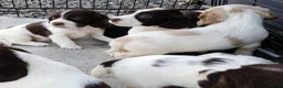 Cocker Spaniel dogs for sale: 9 beautiful Cocker spaniel puppies  - Advert 7