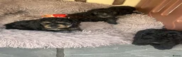 Mixed Breed dogs for sale: Bed-doodles/ Bedipoos  in Pontefract - Advert 1