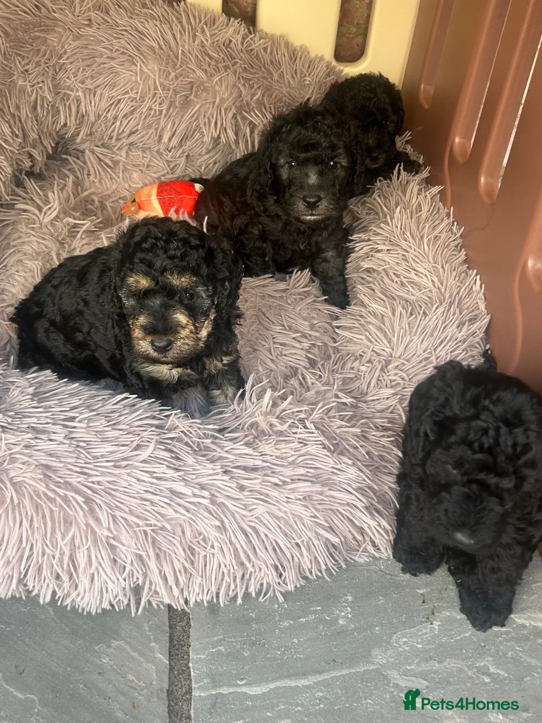 Mixed Breed dogs for sale: Bed-doodles/ Bedipoos  in Pontefract - Advert 1