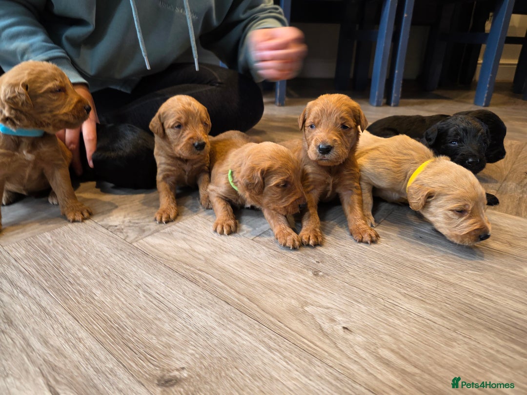 Labradoodle dogs for sale: F1 Labradoodles.  - Image 7