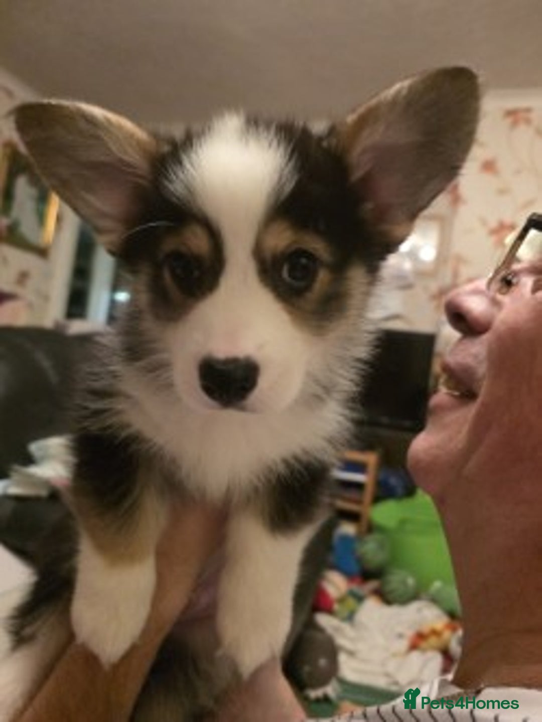 Welsh Corgi Pembroke dogs for sale: Last Welsh Corgi Boy available from 17th Jan 2026 - Advert 5