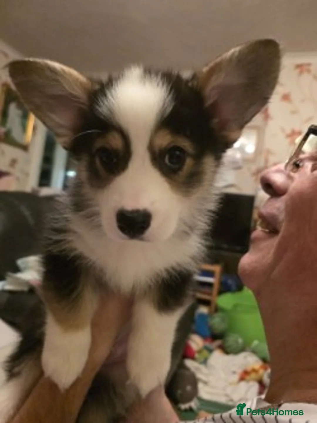Welsh Corgi Pembroke dogs for sale: Last Welsh Corgi Boy available from 17th Jan 2026 - Advert 5