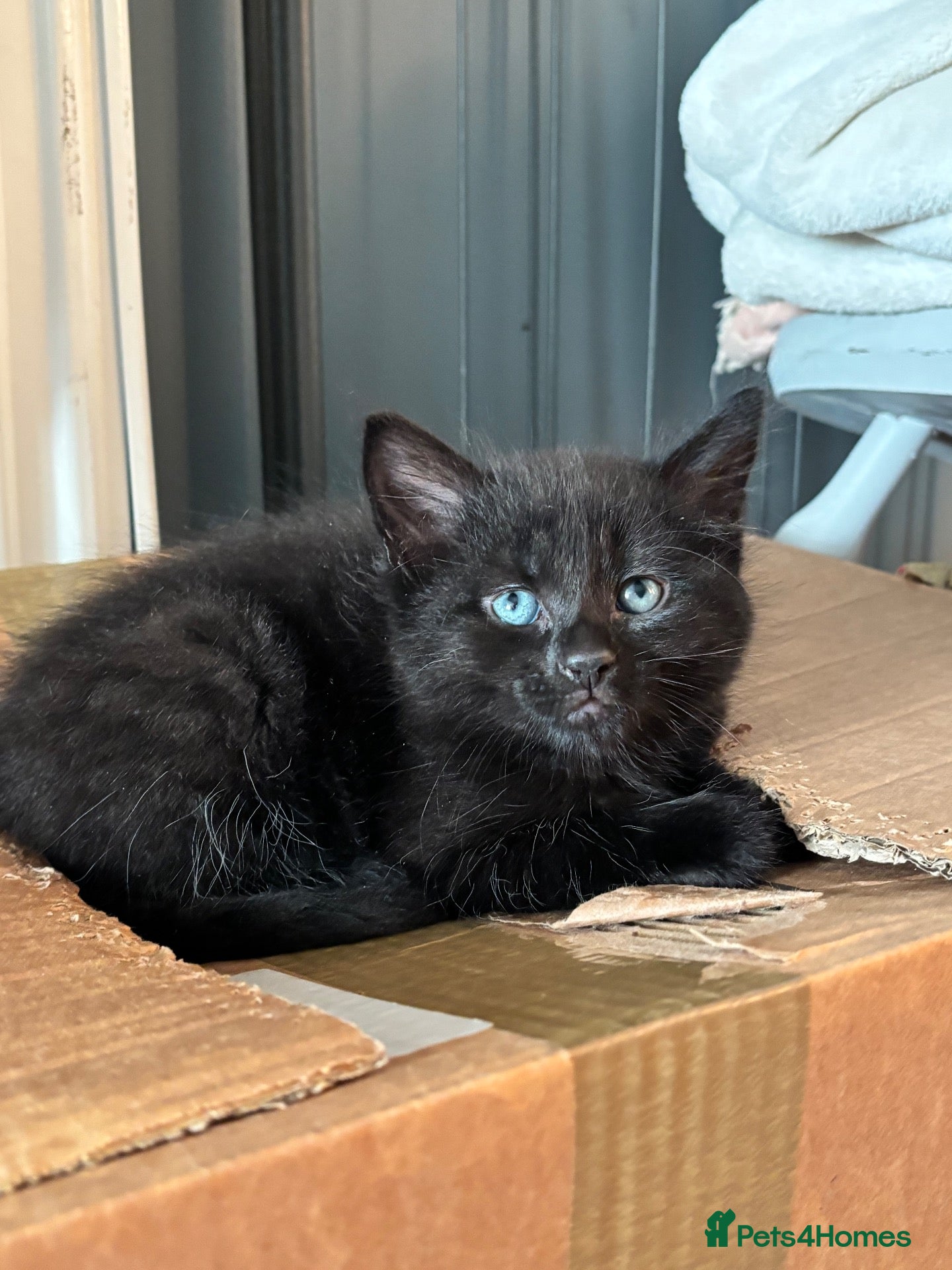 Mixed Breed cats Kittens for sale  - Advert 3