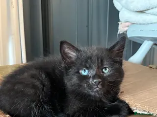 Mixed Breed cats Kittens for sale - Advert 3