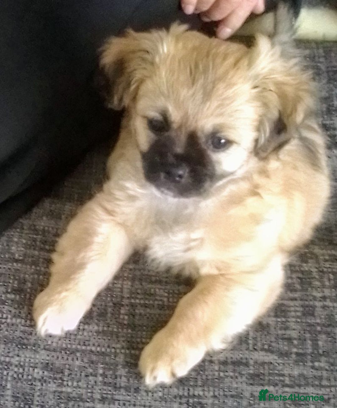 Maltipoo dogs for sale: Maltipoo - Image 20