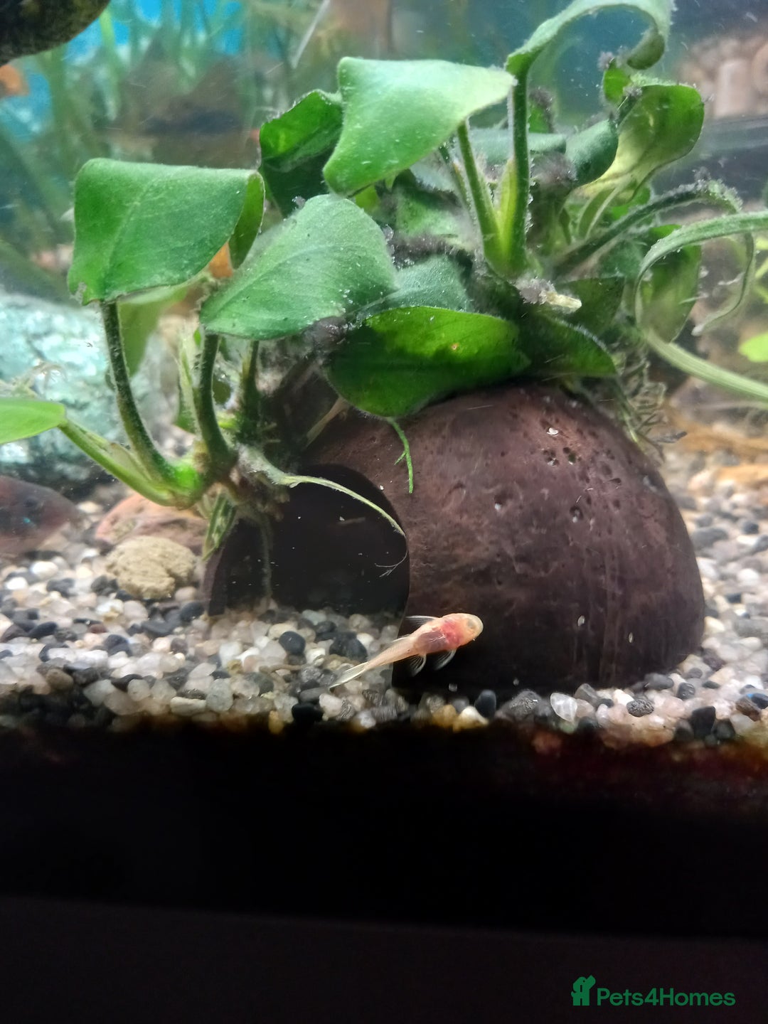 Plecos fish for sale: Plecos Albino Bristlenose - Image 5