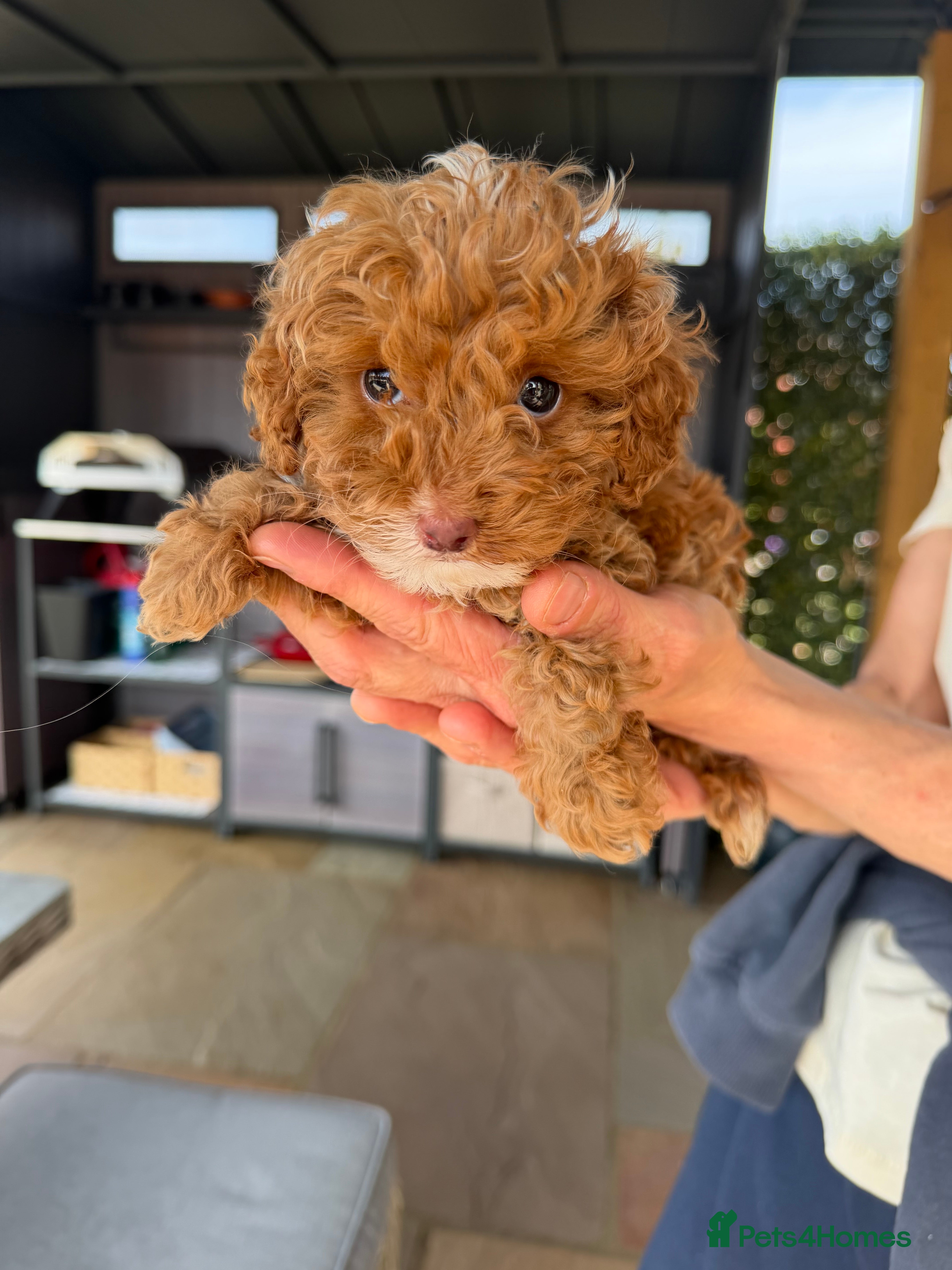 Cockapoo dogs Cockapoo puppies - Advert 1