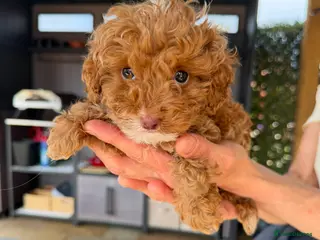 Cockapoo dogs Cockapoo puppies - Advert 6