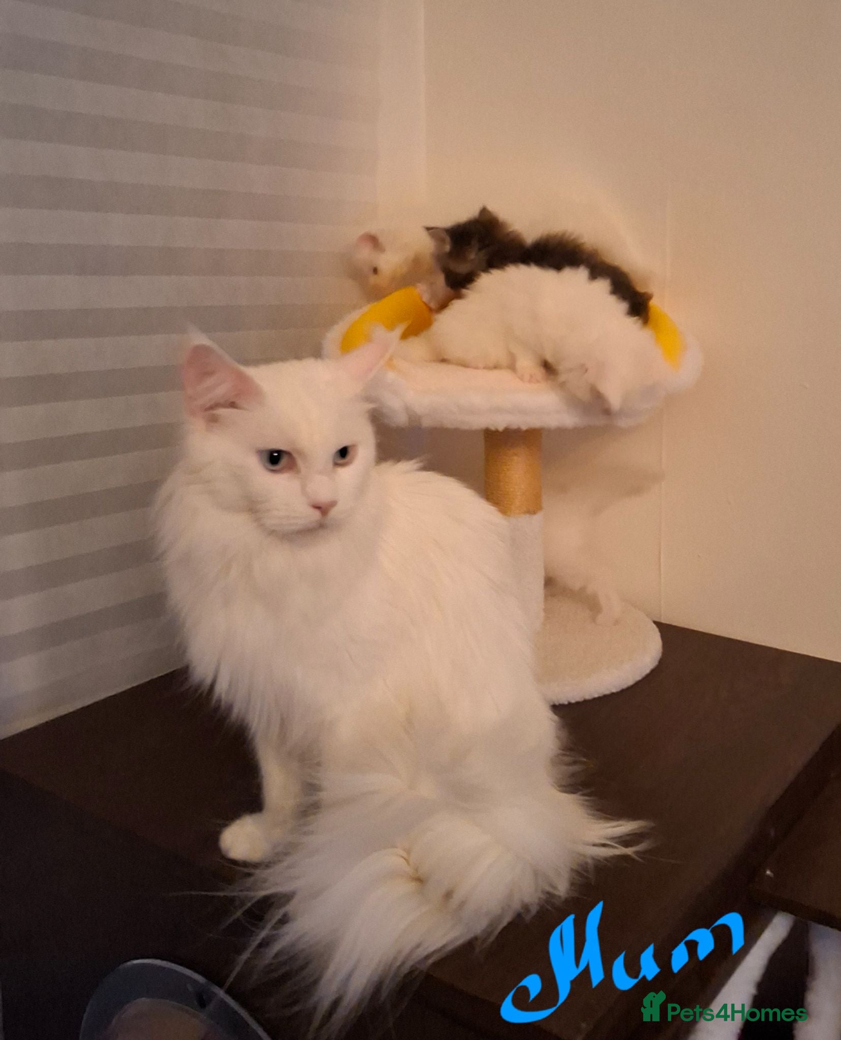Maine Coon cats Kittens - Advert 1