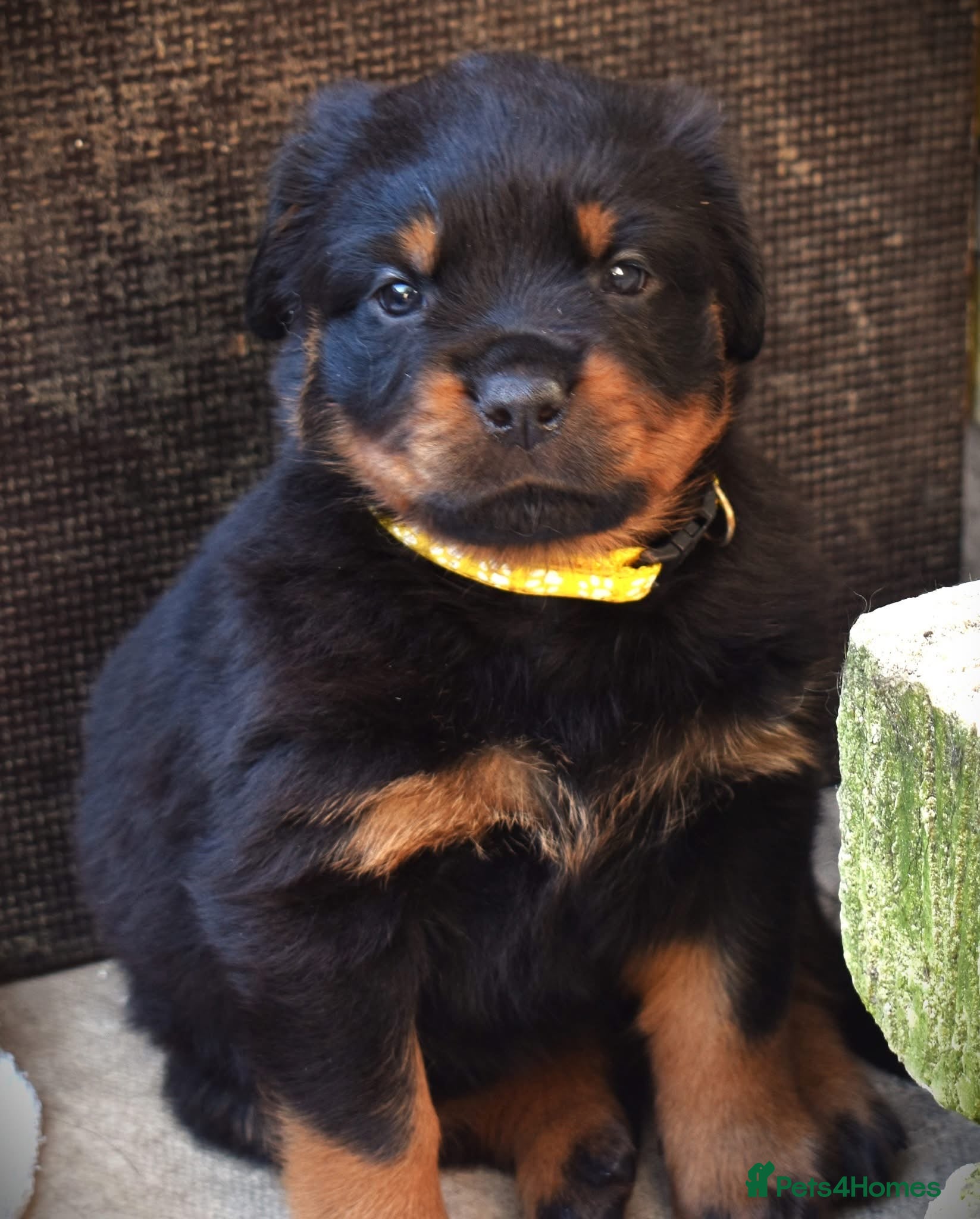 Rottweiler dogs Rottweilers 5 short coats❤️2 long coats  - Advert 9