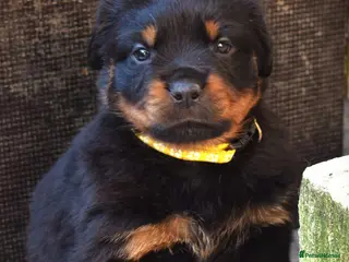 Rottweiler dogs Rottweilers 5 short coats❤️2 long coats - Advert 9