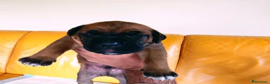Red Brindle Male