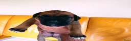 Mixed Breed dogs for sale: Cane Corso x Performance Mastiff   - Advert 32