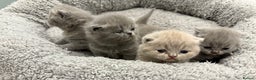 British Shorthair cats for sale: BSH kittens for sale from pedigree parents - Advert 10