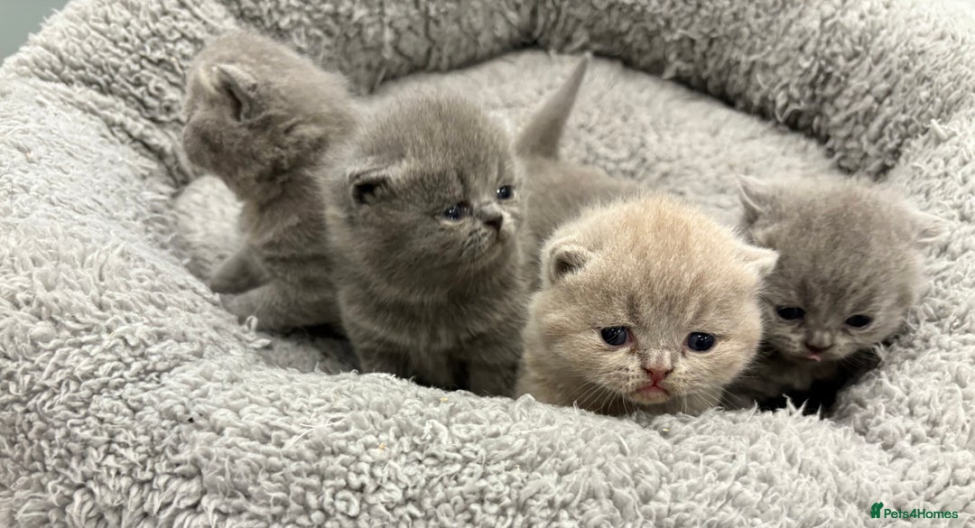 British Shorthair cats for sale: BSH kittens for sale from pedigree parents - Advert 10