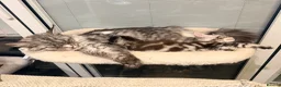 Maine Coon cats for sale: Adorable 7 Week Old Kittens – Ready Soon 🐾 - Advert 4