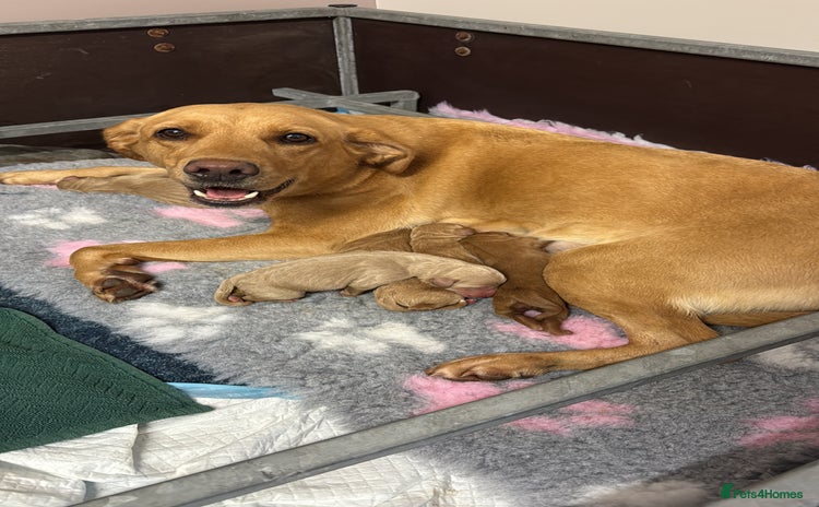 Labradoodle dogs 6 beautiful labradoodles - Advert 1