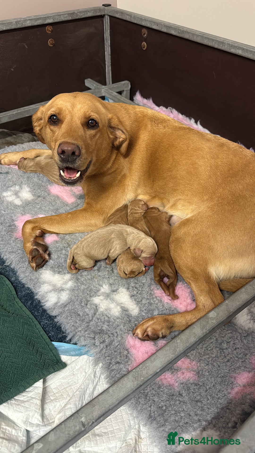 Labradoodle dogs for sale: 6 beautiful labradoodles - Advert 1
