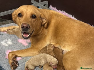 Labradoodle dogs 6 beautiful labradoodles - Advert 1