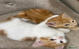 Domestic Shorthair cats for sale: Must stay together-  male & female kittens - Image 3