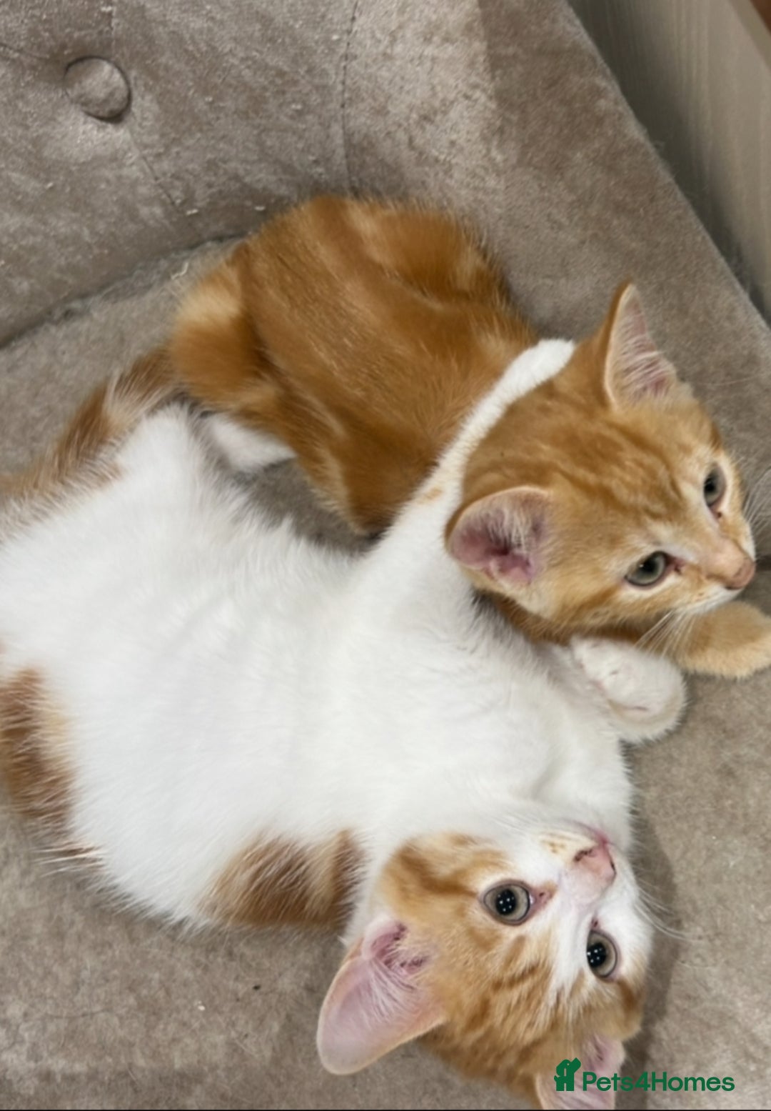 Domestic Shorthair cats for sale: Must stay together-  male & female kittens - Image 3