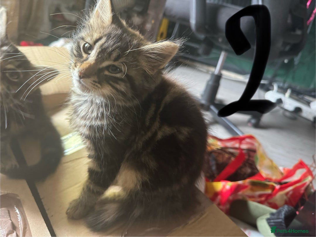 British Longhair cats for sale: 3 kittens ready for forever homes  - Image 16
