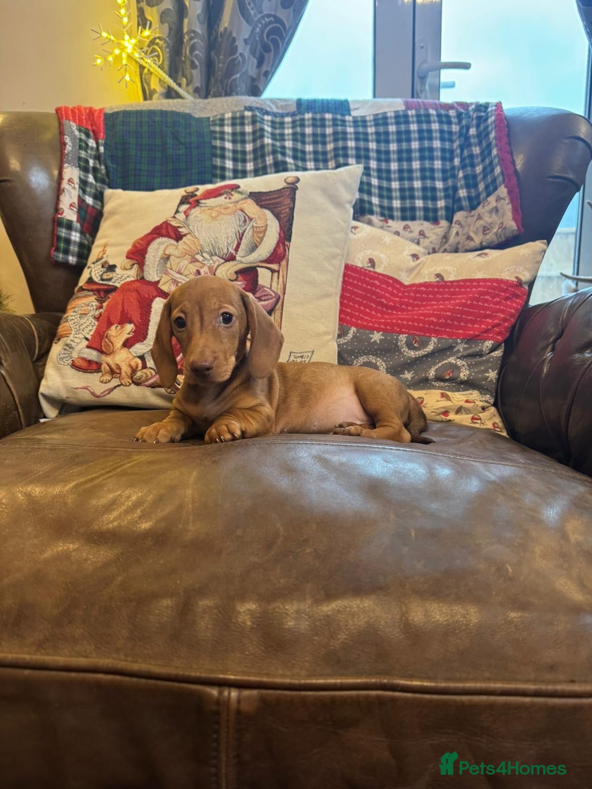 Dachshund dogs Miniature Dachshund Puppies  - Advert 4