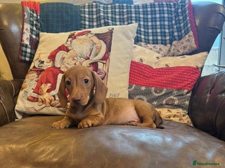 Dachshund dogs Miniature Dachshund Puppies - Advert 8