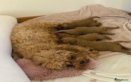 Cavapoo dogs for sale: Premium F1B Toy Red Cavapoo - 2 LEFT - Image 34