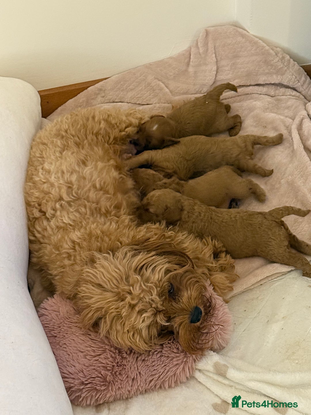 Cavapoo dogs for sale: Premium F1B Toy Red Cavapoo - 2 LEFT - Image 34