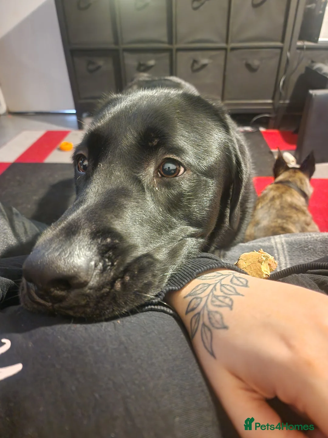 Labrador Retriever dogs for sale: Black Labrador in Harlow - Advert 3