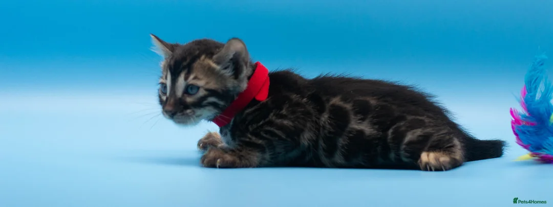 Bengal cats for sale: TICA Registered Bengal Kittens – Truly Magnificent - Advert 12