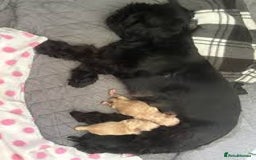 Shih Tzu dogs for sale: Black Shih Tzu puppy for sale  - Advert 5