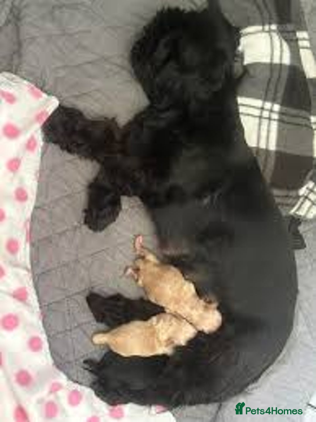 Shih Tzu dogs for sale: Black Shih Tzu puppy for sale  - Advert 5