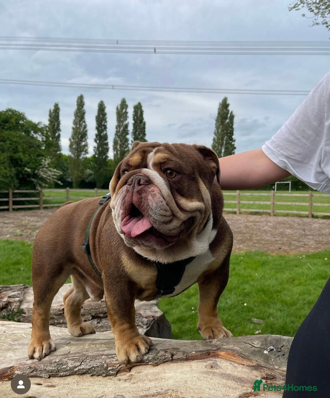English Bulldog dogs for sale: Chunky English Bulldog Puppies  - Image 29