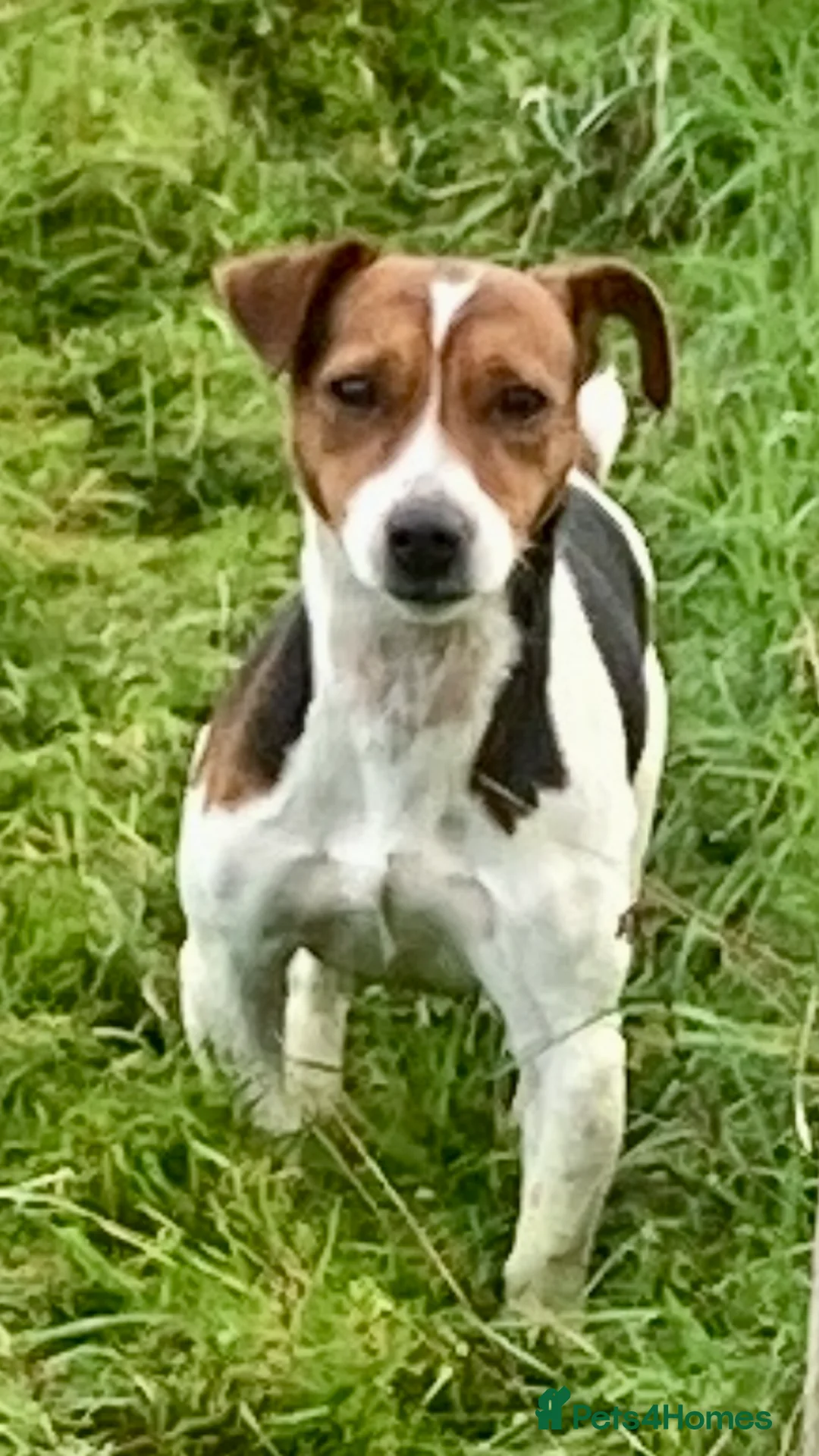 Jack Russell dogs for sale: Gorgeous little Jack Russell’s - Advert 2