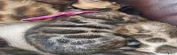 Bengal cats for sale: Pedigree Brown Rosetted Bengal Kittens - Advert 5