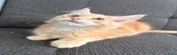 Maine Coon cats for sale: Sweet teddy bears. 🧸 🐈‍⬛ - Advert 10