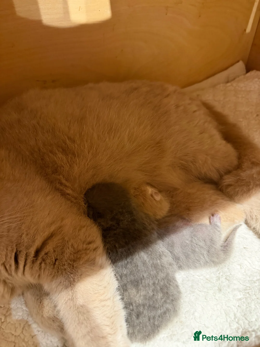 British Shorthair cats for sale: British shorthair kittens  - Advert 2