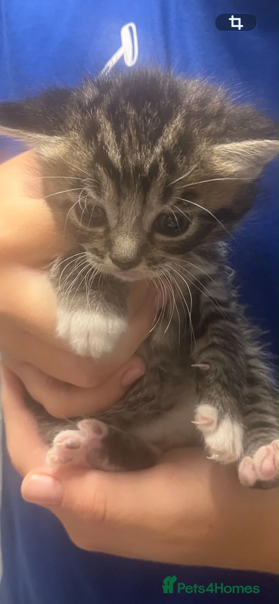 Mixed Breed cats for sale: Gorgeous kittens  in Bristol - Advert 11