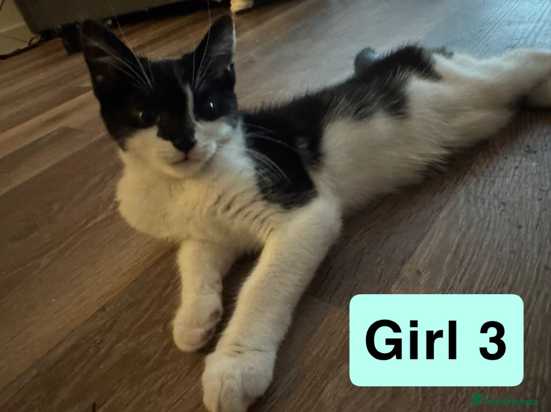 Domestic Shorthair cats for sale: 3 beautiful female Tuxedo Kittens  - Image 9