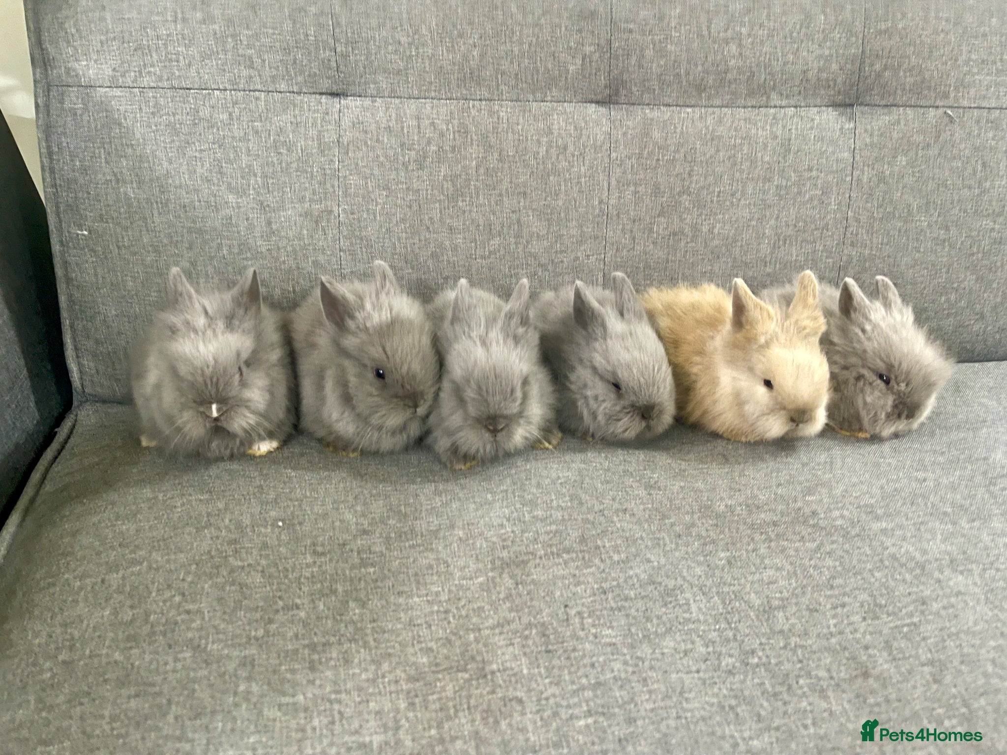 Lionhead rabbits Adorable Lionhead Bunnies - Advert 1