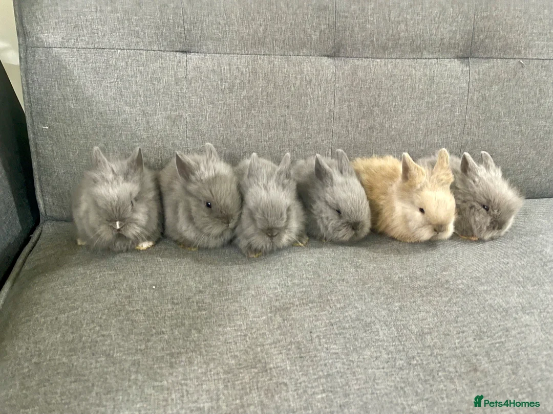 Lionhead rabbits for sale: Adorable Lionhead Bunnies - Advert 1