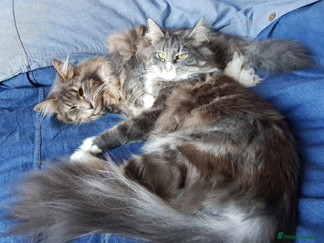 Norwegian Forest Cat cats for sale: 2 Gorgeous Blue Norwegian  - Advert 8