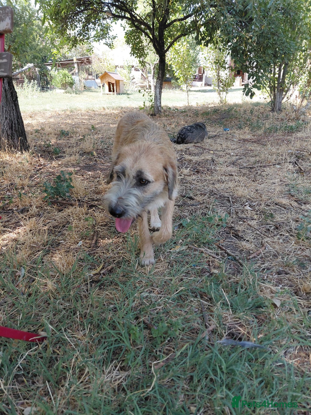 Mixed Breed dogs for adoption: TINA, a Lovely Puppy Girl - for a Loving Home - Image 22