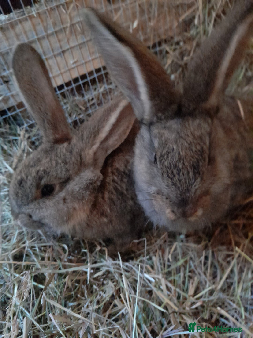 Continental Giant rabbits for sale: Beautiful Pure Continental Giant Babies - Advert 5