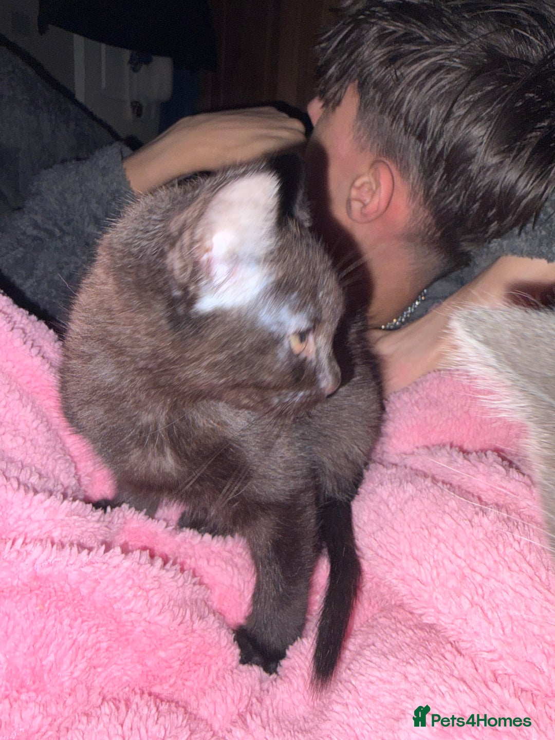 Mixed Breed cats for sale: Half ragdolls cuddly, all girls, ready now - Advert 19