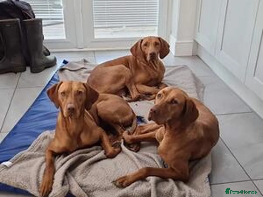 Hungarian Vizsla dogs for sale: Exceptional Three Year Old Neuteted Male - Advert 7