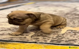 French Bulldog dogs for sale: 4 Little puppy original french bulldog 3 girls1 bo - Image 9