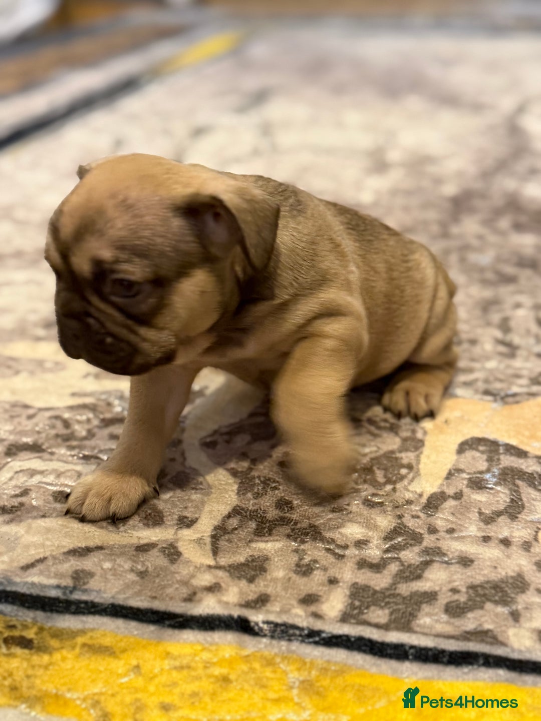 French Bulldog dogs for sale: 4 Little puppy original french bulldog 3 girls1 bo - Image 9